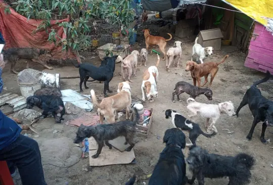 Después de 5 horas de revisión médica, de los 100 perritos, 28 necesitaron ayuda de emergencia 