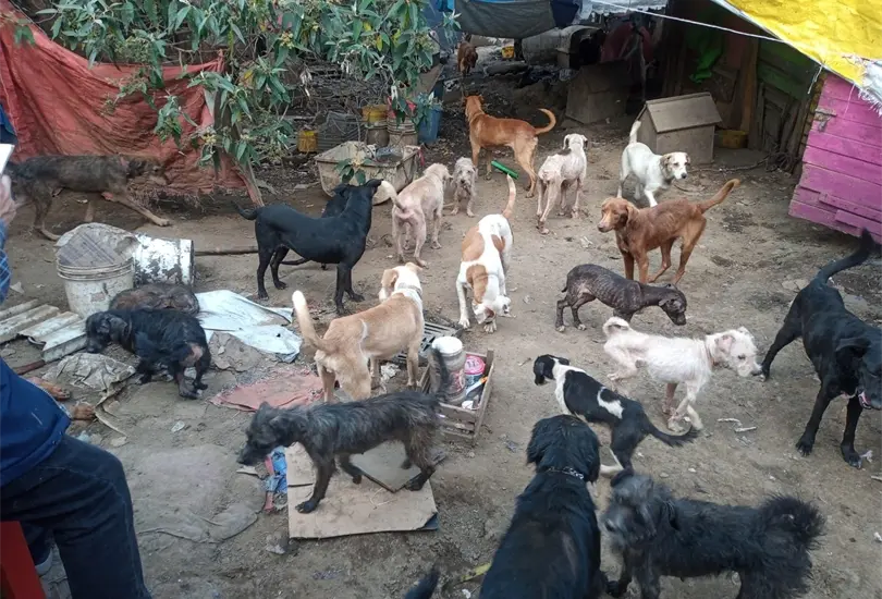 Despu&eacute;s de 5 horas de revisi&oacute;n m&eacute;dica, de los 100 perritos, 28 necesitaron ayuda de emergencia 