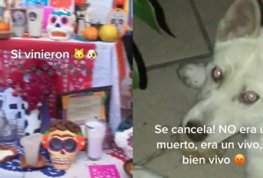 El perrito se volvió viral en redes sociales luego de que fue cachado por su dueña Créditos: Captura de pantalla