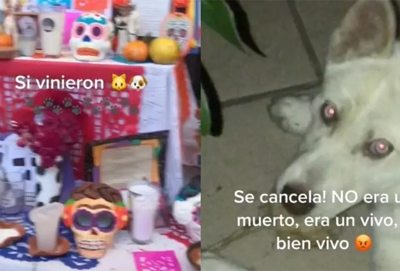 El perrito se volvi&oacute; viral en redes sociales luego de que fue cachado por su due&ntilde;a Cr&eacute;ditos: Captura de pantalla