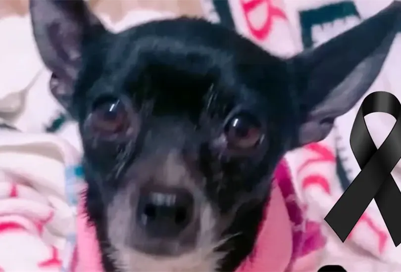 Perrito fallece de un paro card&iacute;aco