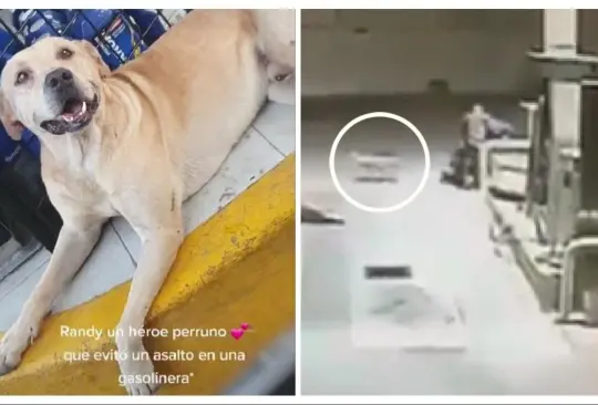 Perrito salva a empleado de un asalto en gasolinera Perrito salva a empleado de un asalto en gasolinera