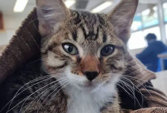 El cuerpo del felino fue encontrado con signos de tortura dentro de las instalaciones del plantel El cuerpo del felino fue encontrado con signos de tortura dentro de las instalaciones del plantel