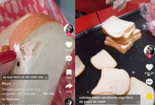 Mujer prepara sándwiches para su hija y se percata de que pan está lleno de heces de ratón Mujer prepara sándwiches para su hija y se percata de que pan está lleno de heces de ratón