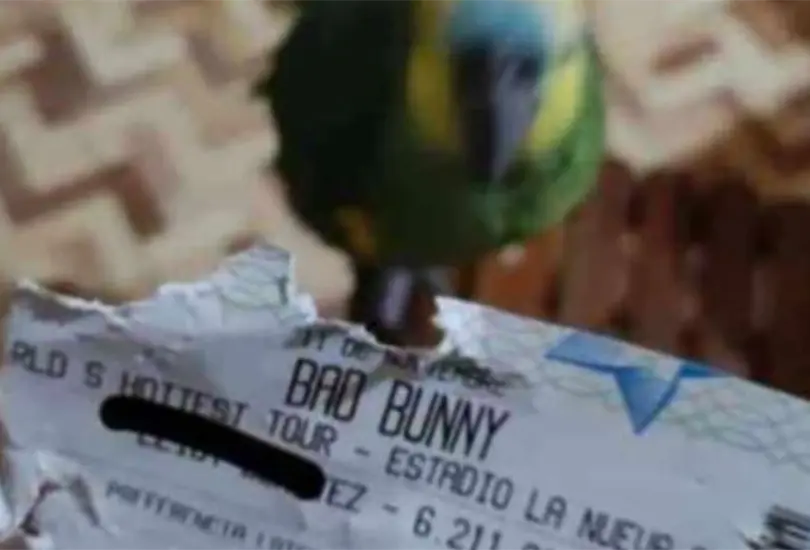El loro destroz&oacute; el boleto del joven a unos cu&aacute;ntos d&iacute;as de que el Conejo Malo d&eacute; su concierto