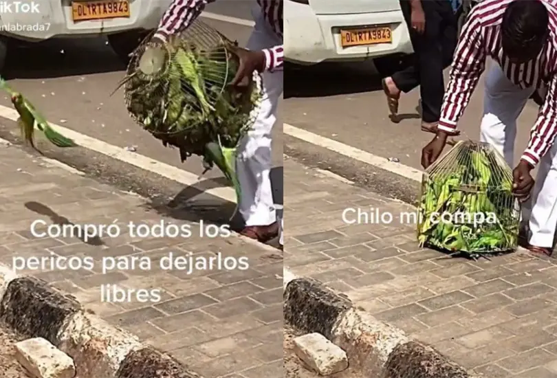 VIDEO | Hombre compra jaula de pericos y los libera en plena calle VIDEO | Hombre compra jaula de pericos y los libera en plena calle