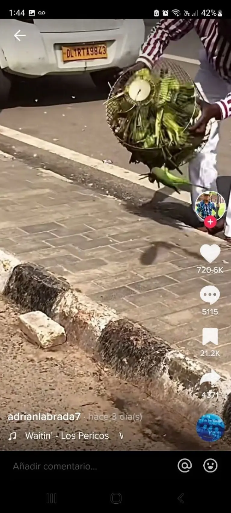 Hombre libera pericos - Tomada de video