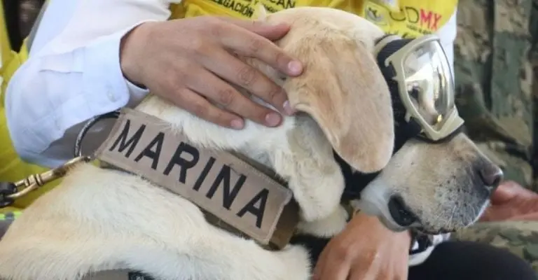 La perrita Frida ya se había jubilado de sus labores de rescate Créditos: Cuartoscuro
