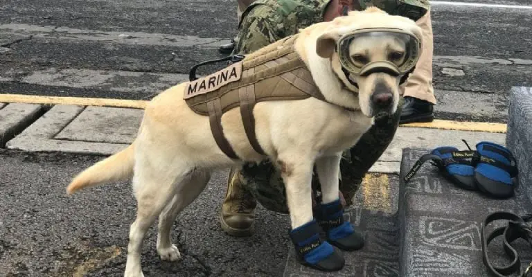 Frida pasó a situación de retiro el 24 de junio del 2019, en el marco del “Día Internacional del Rescatista” Créditos: Cuartoscuro