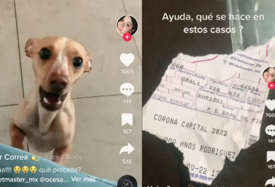El perrito destrozó el boleto de la joven por lo que pidió ayuda para saber qué hacer en una situación así 