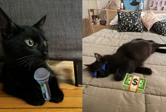 El gato robó al vecino 20 mil pesos argentinos y fue sorprendido con el dinero en el hocico 