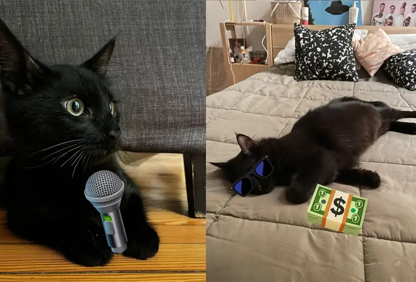 El gato robó al vecino 20 mil pesos argentinos y fue sorprendido con el dinero en el hocico El gato robó al vecino 20 mil pesos argentinos y fue sorprendido con el dinero en el hocico