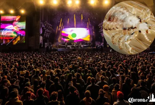 Tras la celebración del Corona Capital 2022 en la Ciudad de México, los asistentes al concierto reportaron un contagio masivo de piojos Tras la celebración del Corona Capital 2022 en la Ciudad de México, los asistentes al concierto reportaron un contagio masivo de piojos