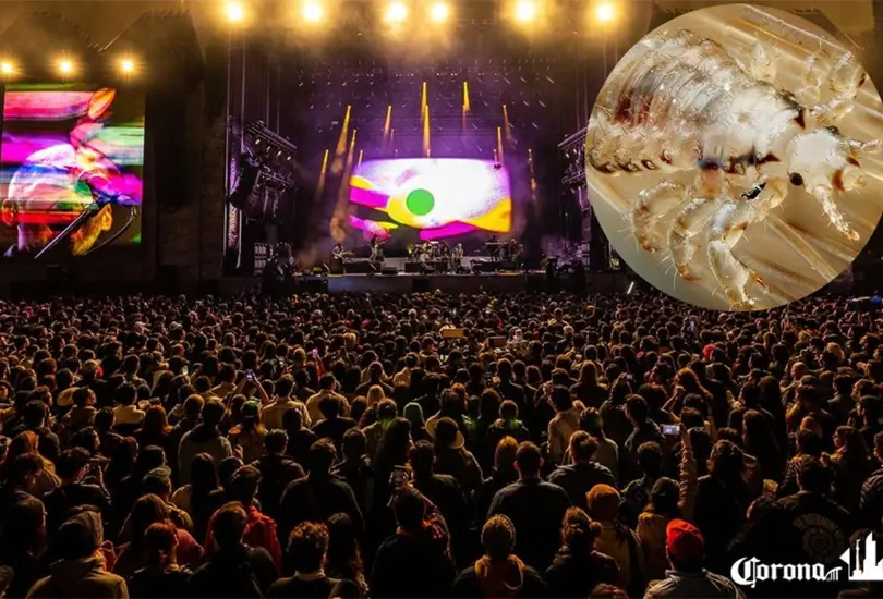 Tras la celebraci&oacute;n del Corona Capital 2022 en la Ciudad de M&eacute;xico, los asistentes al concierto reportaron un contagio masivo de piojos