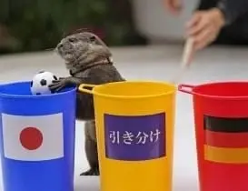 El animalito acaparó los reflectores con curiosas predicciones entre partidos Créditos: Especial El animalito acaparó los reflectores con curiosas predicciones entre partidos Créditos: Especial