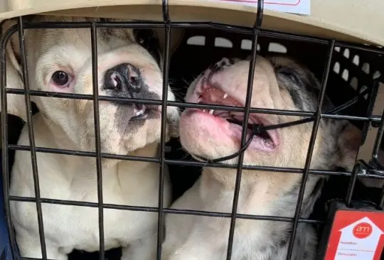 Por el robo de los animalitos hay un hombre detenido Créditos: Especial Por el robo de los animalitos hay un hombre detenido Créditos: Especial