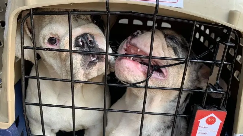 Por el robo de los animalitos hay un hombre detenido Cr&eacute;ditos: Especial 