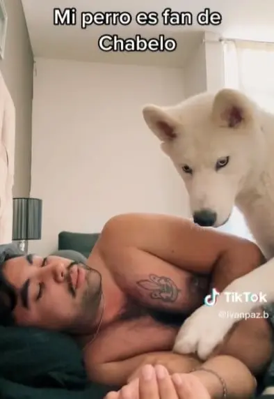 “Te amo perrito fan de Chabelo”, usuarios de la red social le dejaron mucho amor a Zeus