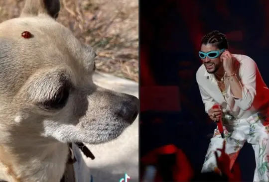 Ofrece boleto de Bad Bunny como recompensa a quien le devuelva su perrito perdido Ofrece boleto de Bad Bunny como recompensa a quien le devuelva su perrito perdido