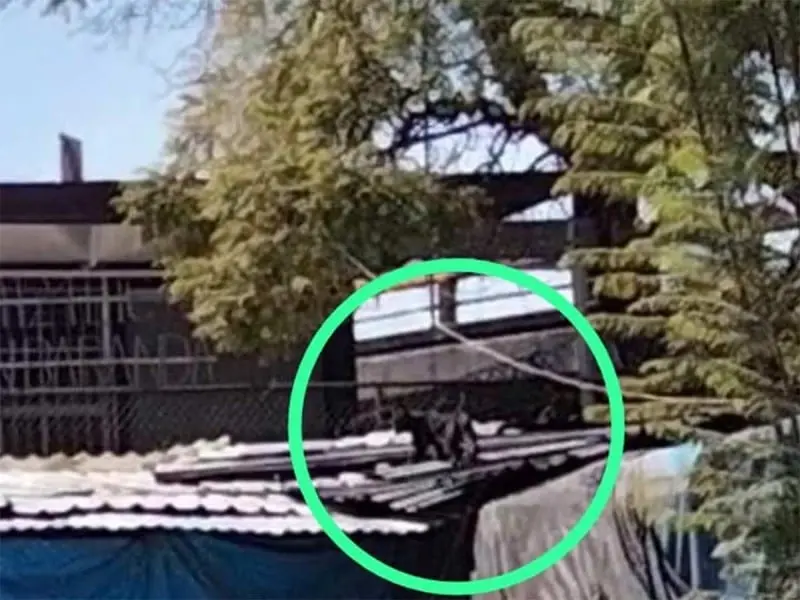 El animal fue visto las afueras del metro Tacuba en la alcald&iacute;a Miguel Hidalgo Cr&eacute;ditos: Twitter 