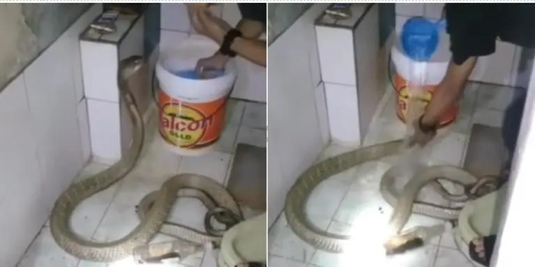 El relajado comportamiento del reptil sorprendi&oacute; a los usuarios en redes sociales Cr&eacute;ditos: Captura de pantalla 