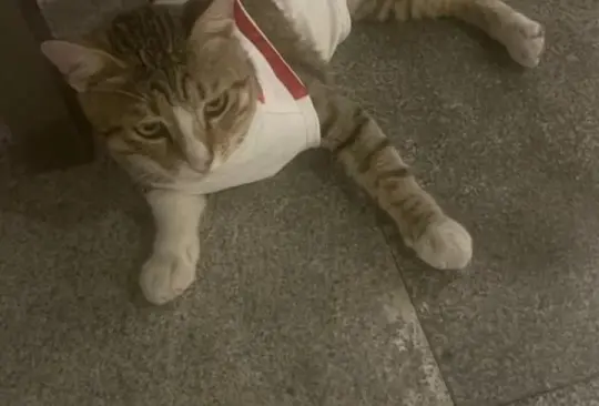 Qatar 2022: jugadores de Inglaterra adoptan gatito local Qatar 2022: jugadores de Inglaterra adoptan gatito local