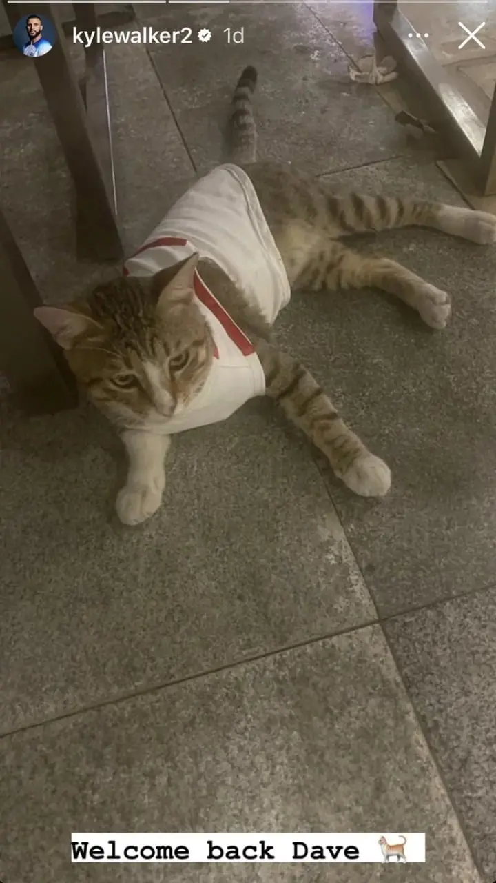 Qatar 2022: jugadores de Inglaterra adoptan gatito local