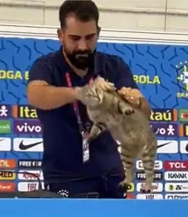Qatar 2022: Demandan a Federaci&oacute;n Brasile&ntilde;a de Futbol por maltrato a gatito