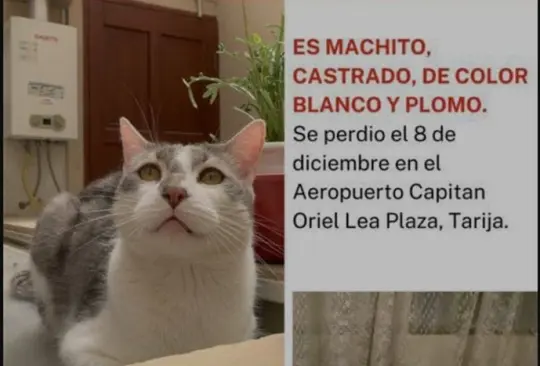 Desde el jueves pasado buscan al gatito, todavía no aparece