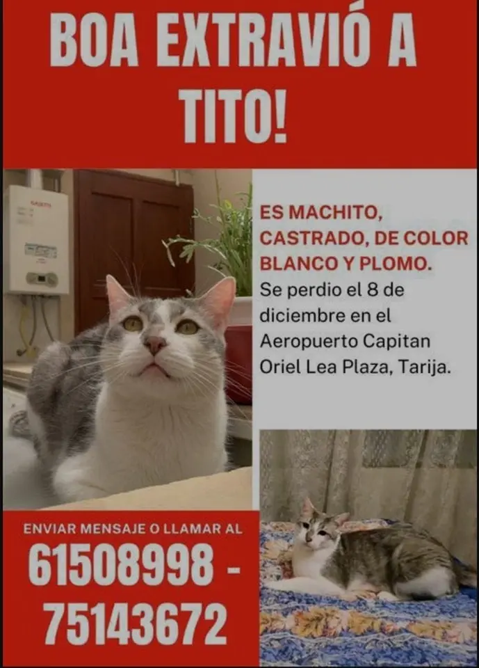 Desde el jueves pasado buscan al gatito, todavía no aparece Desde el jueves pasado buscan al gatito, todavía no aparece