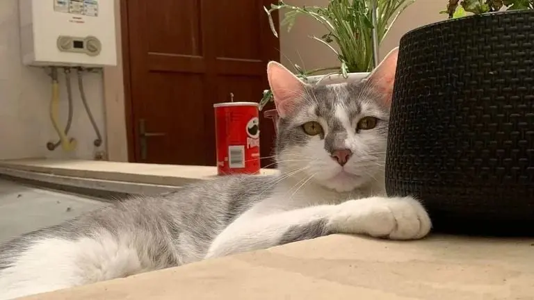 "No hay monto suficiente para resarcir el daño que hicieron al extraviar a mi gatito