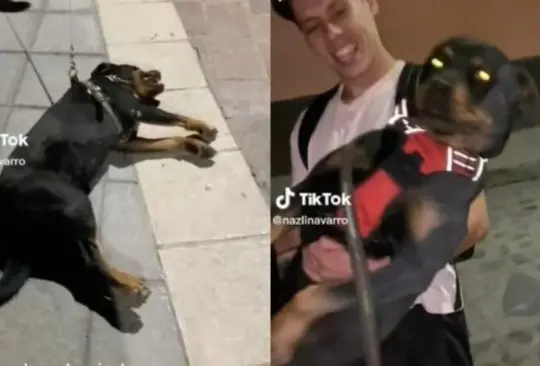 El adorable peludo se tiraba al suelo para que lo jalaran Créditos: TikTok / Captura de pantalla 