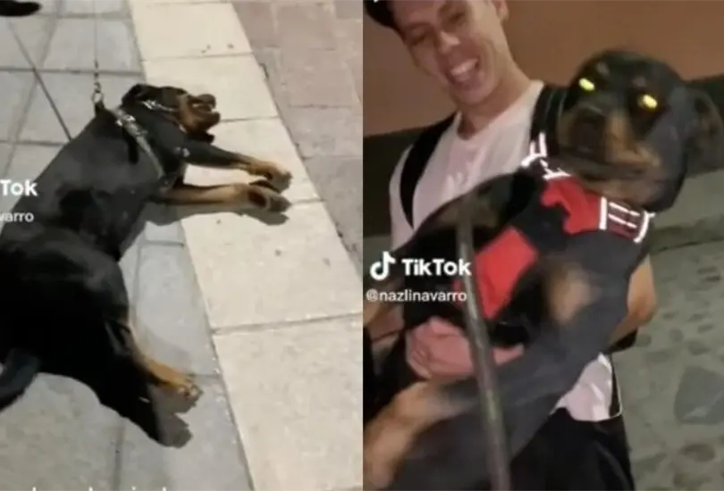El adorable peludo se tiraba al suelo para que lo jalaran Cr&eacute;ditos: TikTok / Captura de pantalla 