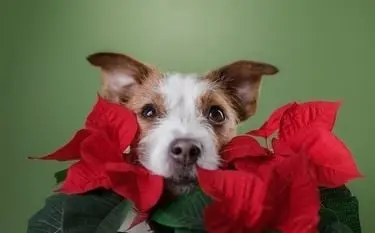 La nochebuena es una de las plantas de temporada más tóxicas para los perritos Créditos: Especial 