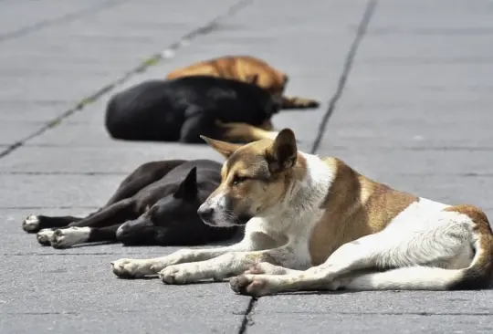 La SSC está buscando al hombre por sus actos de maltrato animal en contra de perros y gatos de la calle Créditos: Especial 