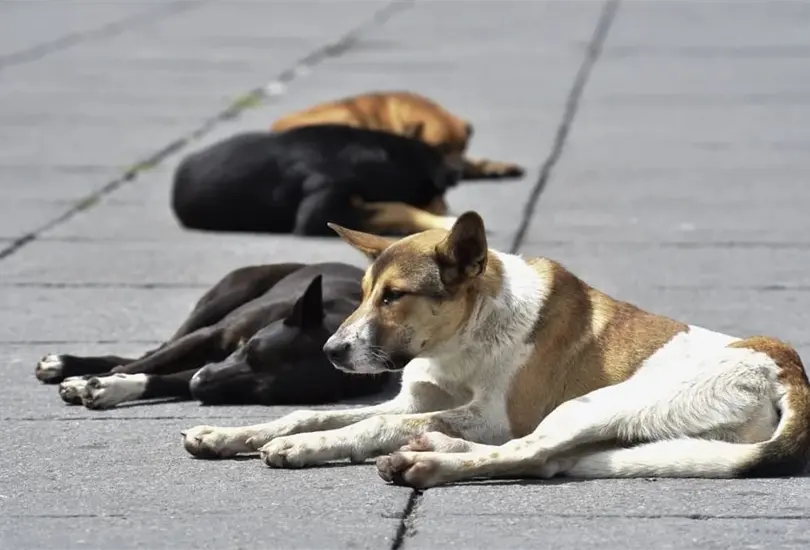La SSC est&aacute; buscando al hombre por sus actos de maltrato animal en contra de perros y gatos de la calle Cr&eacute;ditos: Especial 