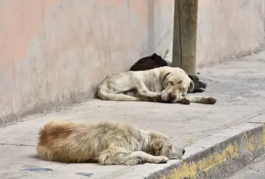 El hombre quitaba la piel a perros y la colgaba en la ventana de su casa Créditos: Especial 