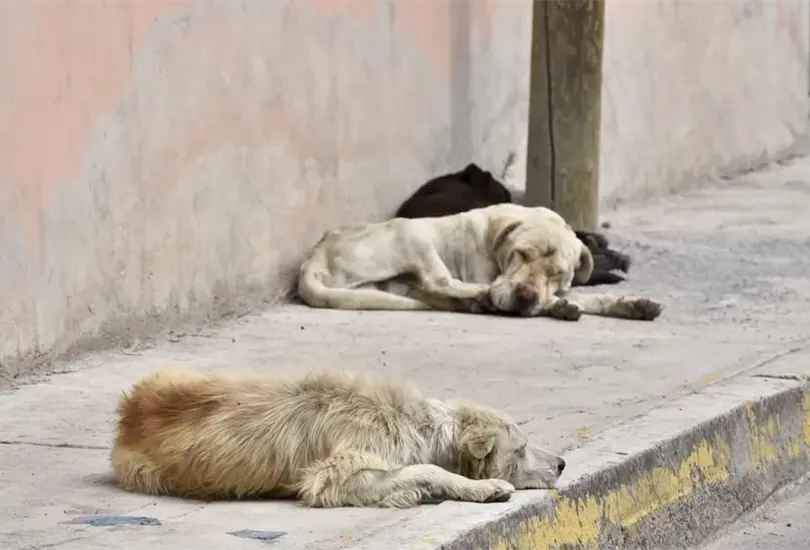 El hombre quitaba la piel a perros y la colgaba en la ventana de su casa Cr&eacute;ditos: Especial 