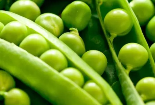 Un análisis realizado por diversos nutriólogos que revisaron estudios como Descubriendo el paisaje nutricional de los alimentos, publicado en la revista "PLoS ONE", enlistaron cuáles son los 20 alimentos más nutritivos del mundo; te los presentamos.