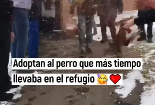 VIDEO: Perrita que llevaba más tiempo en refugio es adoptada, así reaccionó