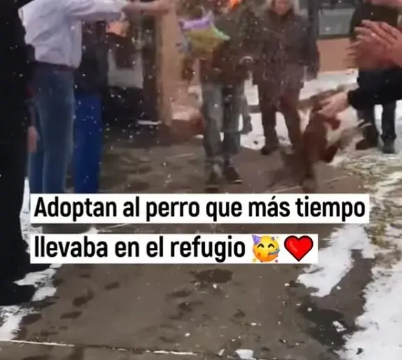 VIDEO: Perrita que llevaba m&aacute;s tiempo en refugio es adoptada, as&iacute; reaccion&oacute;