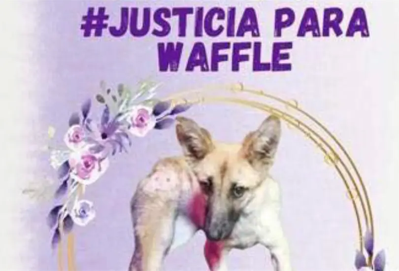 La organizaci&oacute;n protactora de animales Mundo Patitas se manifest&oacute; en la explanada de la alcald&iacute;a Milpa Alta para exigir justicia por la perrita que fue apu&ntilde;alada en al menos tres ocasiones 