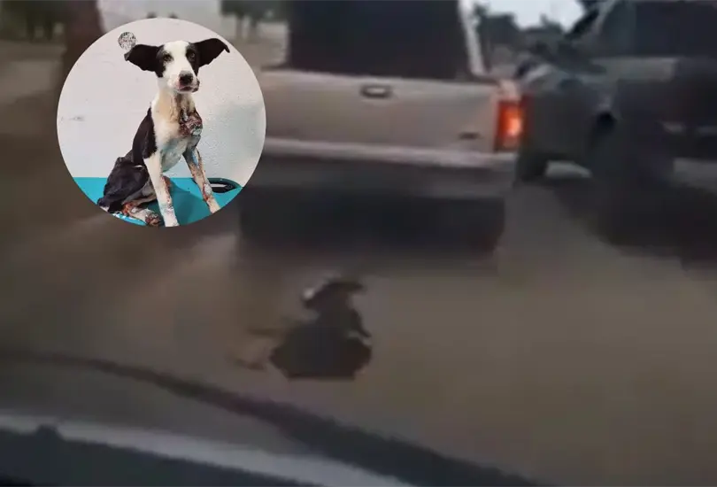 El perrito sufri&oacute; una laceraci&oacute;n / abrasi&oacute;n en su piel, sin embargo, ya se encuentra estable, en recuperaci&oacute;n