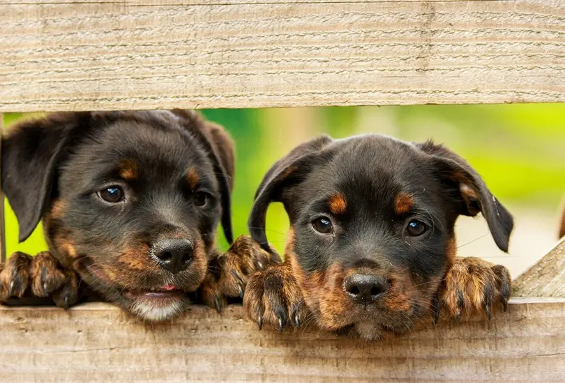 Pensión para perros: en qué fijarse según la Profeco Pensión para perros: en qué fijarse según la Profeco