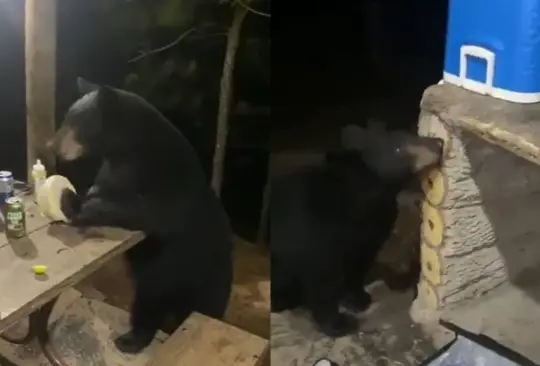 El animal sorprendi&oacute; a los visitantes del bosque en Nuevo Le&oacute;n Cr&eacute;ditos: Twitter / Captura de pantalla 