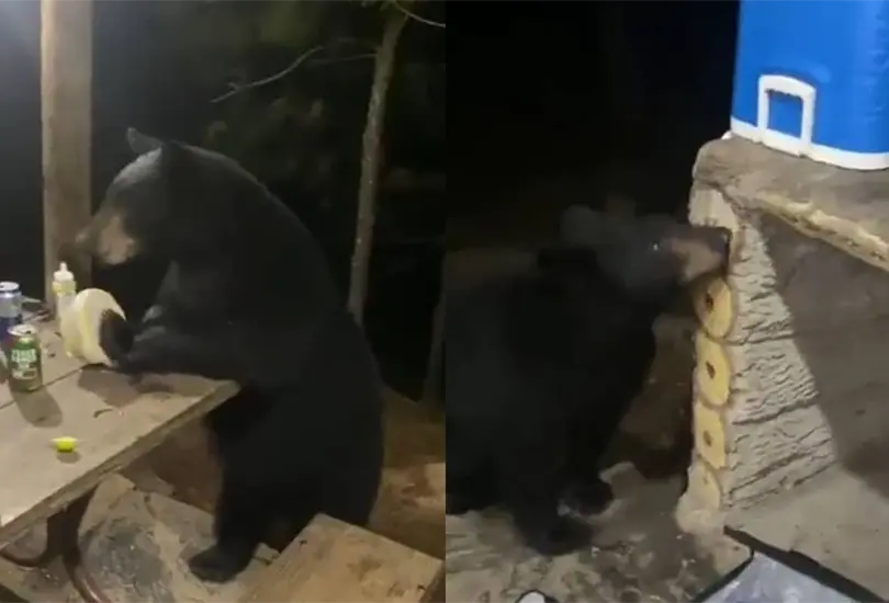 El animal sorprendi&oacute; a los visitantes del bosque en Nuevo Le&oacute;n Cr&eacute;ditos: Twitter / Captura de pantalla 