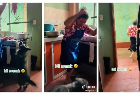 Perrito deja a familia sin cena