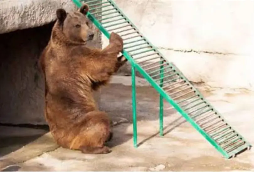 Detienen a mujer que lanz&oacute; a su hija de tres a&ntilde;os a la jaula de un oso