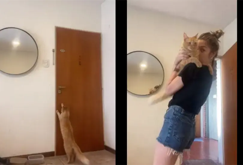 Mujer olvida las llaves de su departamento y su gato le abre la puerta  