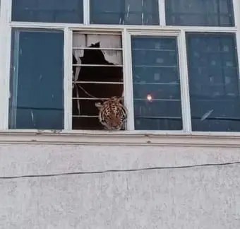 Profepa asegura un tigre de bengala en una vivienda de Chimalhuac&aacute;n